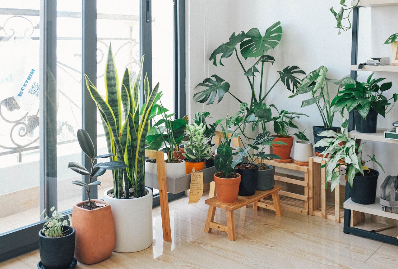 Identify House Plants